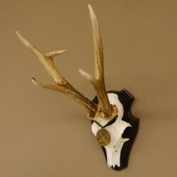 Deer antlers, medal class bronze, 365 g, CIC 106.55, IP HL up to 24.1 cm, buck deer antlers, horns, shield