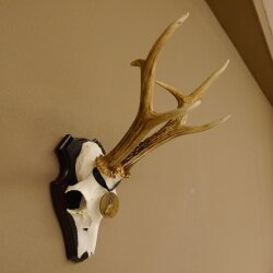 Deer antlers, medal class bronze, 365 g, CIC 106.55, IP HL up to 24.1 cm, buck deer antlers, horns, shield