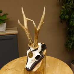 Deer antlers, medal class bronze, 365 g, CIC 106.55, IP HL up to 24.1 cm, buck deer antlers, horns, shield