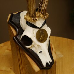 Deer antlers, medal class bronze, 365 g, CIC 106.55, IP HL up to 24.1 cm, buck deer antlers, horns, shield