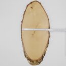 Birch Red Deer AF 51 cm Deer Shield Trophy Shield Antlers Tree Disc Tree Shield Natural Wood Modern