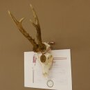 Rehgeweih Medaillenklasse Bronze 501 g CIC 110,54 IP HL bis 25 cm kapitaler Bock Reh Geweih Gehörn