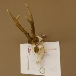 Rehgeweih Medaillenklasse Bronze 501 g CIC 110,54 IP HL bis 25 cm kapitaler Bock Reh Geweih Gehörn