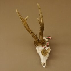 Rehgeweih Medaillenklasse Bronze 501 g CIC 110,54 IP HL bis 25 cm kapitaler Bock Reh Geweih Gehörn