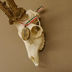Rehgeweih Medaillenklasse Bronze 501 g CIC 110,54 IP HL bis 25 cm kapitaler Bock Reh Geweih Gehörn