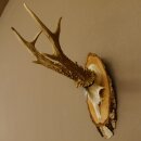 Cuernos de corzo, medalla de plata, 385 g, CIC 119,95 IP HL, hasta 27,5 cm, corzo de gran tamaño, cuernos, escudo.