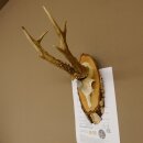 Cuernos de corzo, medalla de plata, 385 g, CIC 119,95 IP HL, hasta 27,5 cm, corzo de gran tamaño, cuernos, escudo.