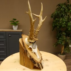 Cuernos de corzo, medalla de plata, 385 g, CIC 119,95 IP HL, hasta 27,5 cm, corzo de gran tamaño, cuernos, escudo.