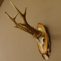 Cuernos de corzo, medalla de plata, 385 g, CIC 119,95 IP HL, hasta 27,5 cm, corzo de gran tamaño, cuernos, escudo.