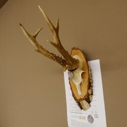 Cuernos de corzo, medalla de plata, 385 g, CIC 119,95 IP HL, hasta 27,5 cm, corzo de gran tamaño, cuernos, escudo.