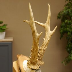 Cuernos de corzo, medalla de plata, 385 g, CIC 119,95 IP HL, hasta 27,5 cm, corzo de gran tamaño, cuernos, escudo.