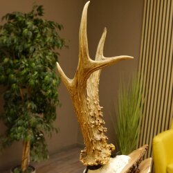 Cuernos de corzo, medalla de plata, 385 g, CIC 119,95 IP HL, hasta 27,5 cm, corzo de gran tamaño, cuernos, escudo.
