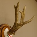 Rehgeweih Medaillenklasse Gold 520 g CIC 143,65 IP HL bis 28,3 cm hochkapitaler Bock Reh Geweih Gehörn