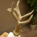 Rehgeweih Medaillenklasse Gold 601 g CIC 139,7 IP HL bis 23,1 cm hochkapitaler Bock Reh Geweih Gehörn