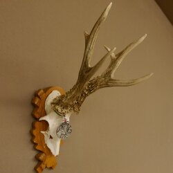 Rehgeweih Medaillenklasse Silber 430 g CIC 123,63 IP HL bis 25,6 cm hochkapitaler Bock Reh Geweih Gehörn Schild