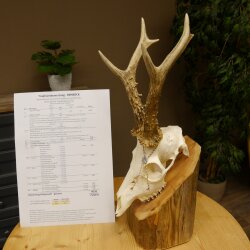 Rehgeweih aktuelles Gewicht 430 g 98,9 P. Bock Reh Geweih Gehörn