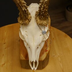 Rehgeweih aktuelles Gewicht 430 g 98,9 P. Bock Reh Geweih Gehörn