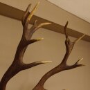Roodhertengewei, ongeveer 18 punten, hoogte 112 cm, hertengewei, trofeeplaat 70.1027