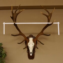 Roodhertengewei, ongeveer 18 punten, hoogte 112 cm, hertengewei, trofeeplaat 70.1027