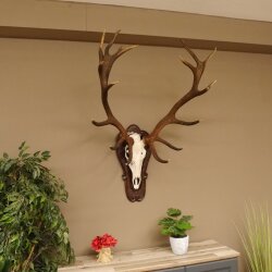 Roodhertengewei, ongeveer 18 punten, hoogte 112 cm, hertengewei, trofeeplaat 70.1027