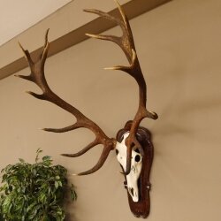 Roodhertengewei, ongeveer 18 punten, hoogte 112 cm, hertengewei, trofeeplaat 70.1027