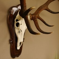 Roodhertengewei, ongeveer 18 punten, hoogte 112 cm, hertengewei, trofeeplaat 70.1027