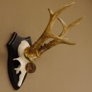 Rehgeweih Medaillenklasse Bronze 370 g CIC 105,83 IP HL bis 25,1 cm kapitaler Bock Reh Geweih Gehörn Schild