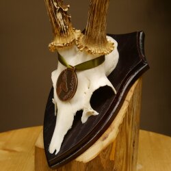 Rehgeweih Medaillenklasse Bronze 370 g CIC 105,83 IP HL bis 25,1 cm kapitaler Bock Reh Geweih Gehörn Schild