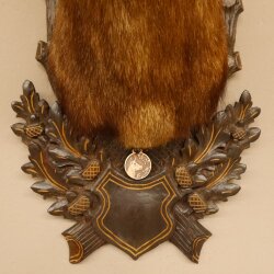 Gams Gamskopf Gamshaupt Gemse Bronzemedaille CIC 101,3 IP HL 24,1 cm Kopf Präparat Haupt Schild