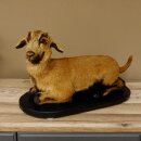 Chèvre jeune chevreau chevreau couché Préparation Hauteur 28 cm Trophée Préparation complète 84.13.7