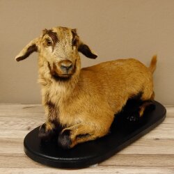 Chèvre jeune chevreau chevreau couché Préparation Hauteur 28 cm Trophée Préparation complète 84.13.7