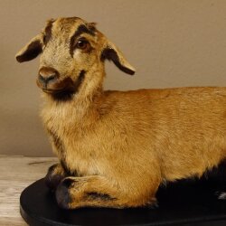 Chèvre jeune chevreau chevreau couché Préparation Hauteur 28 cm Trophée Préparation complète 84.13.7