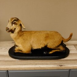 Chèvre jeune chevreau chevreau couché Préparation Hauteur 28 cm Trophée Préparation complète 84.13.7