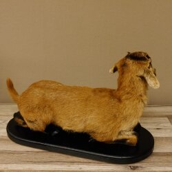 Chèvre jeune chevreau chevreau couché Préparation Hauteur 28 cm Trophée Préparation complète 84.13.7