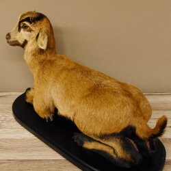 Chèvre jeune chevreau chevreau couché Préparation Hauteur 28 cm Trophée Préparation complète 84.13.7