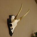 Sikahirsch Geweih Sika Hirsch Höhe 32 cm Stangen...