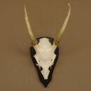 Sikahirsch Geweih Sika Hirsch Höhe 32 cm Stangen Hirschgeweih Trophäenschild 70.1021