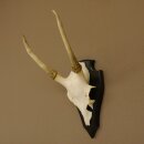 Sikahirsch Geweih Sika Hirsch Höhe 32 cm Stangen Hirschgeweih Trophäenschild 70.1021