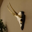 Sikahirsch Geweih Sika Hirsch Höhe 32 cm Stangen Hirschgeweih Trophäenschild 70.1021