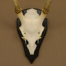 Sikahirsch Geweih Sika Hirsch Höhe 32 cm Stangen Hirschgeweih Trophäenschild 70.1021