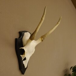 Sikahirsch Geweih Sika Hirsch Höhe 32 cm Stangen Hirschgeweih Trophäenschild 70.1021