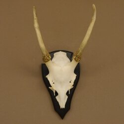 Sikahirsch Geweih Sika Hirsch Höhe 32 cm Stangen Hirschgeweih Trophäenschild 70.1021