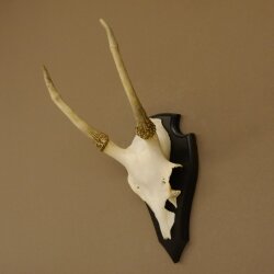Sikahirsch Geweih Sika Hirsch Höhe 32 cm Stangen Hirschgeweih Trophäenschild 70.1021