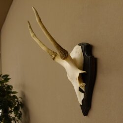 Sikahirsch Geweih Sika Hirsch Höhe 32 cm Stangen Hirschgeweih Trophäenschild 70.1021