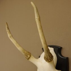 Sikahirsch Geweih Sika Hirsch Höhe 32 cm Stangen Hirschgeweih Trophäenschild 70.1021
