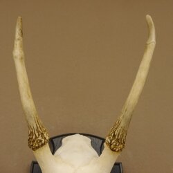 Sikahirsch Geweih Sika Hirsch Höhe 32 cm Stangen Hirschgeweih Trophäenschild 70.1021