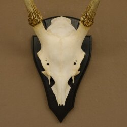 Sikahirsch Geweih Sika Hirsch Höhe 32 cm Stangen Hirschgeweih Trophäenschild 70.1021