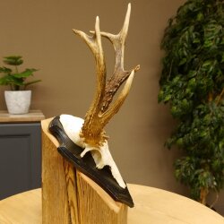Rehbock abnormes Reh Bock Geweih Rehgeweih auf Trophäenschild 608.139
