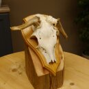 Rehbock abnormes Reh doppelseitiger Kolbenbruch Bock Geweih Rehgeweih auf Trophäenschild 608.140