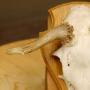 Rehbock abnormes Reh doppelseitiger Kolbenbruch Bock Geweih Rehgeweih auf Trophäenschild 608.140